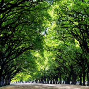 bosques pagina
