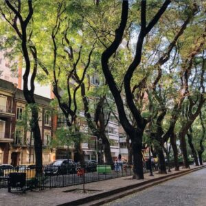 Calles arboladas de Colegiales